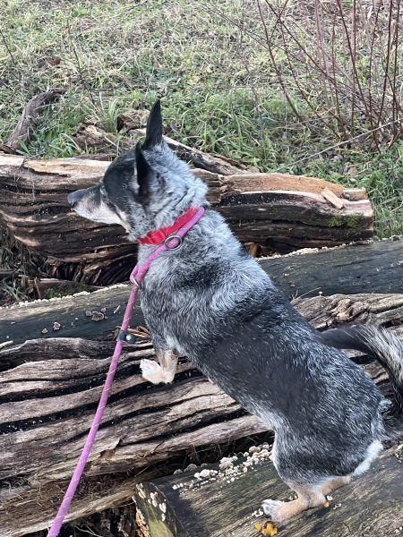 Anyone want to show me a photo of their dog ? 