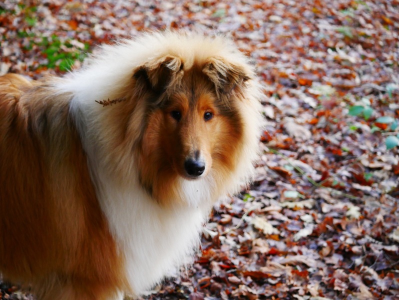 To ask you to help me choose a dog breed? 