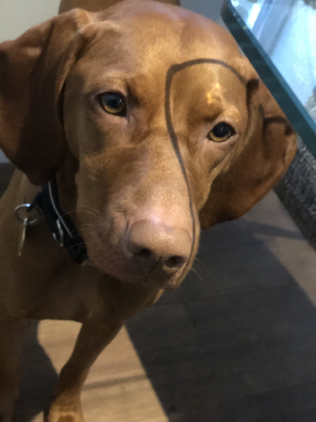 Anyone want to show me a photo of their dog ? 