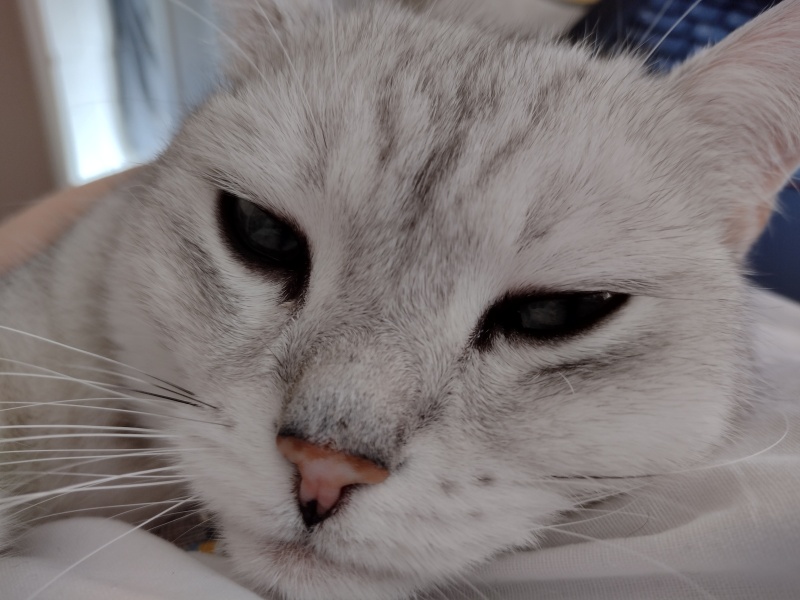 Can we have a cat photo thread ? I’m thinking of getting a cat 