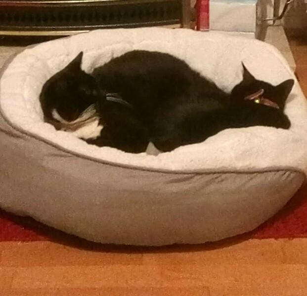 Cat with liver problems 