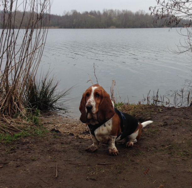 How much does your dog shed? I can't figure out how mine isn't bald by now.