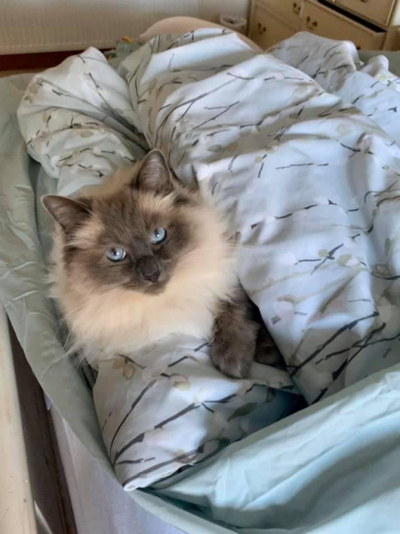 Can we have a cat photo thread ? I’m thinking of getting a cat 