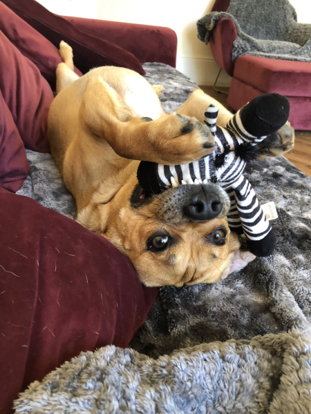 Anyone want to show me a photo of their dog ? 