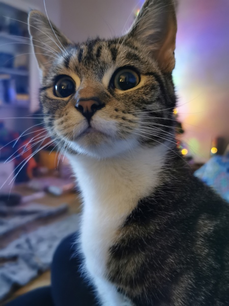 Countdown to Christmas 2023: get past the post-Christmas slump by thinking about the next one! (Thread 1.)