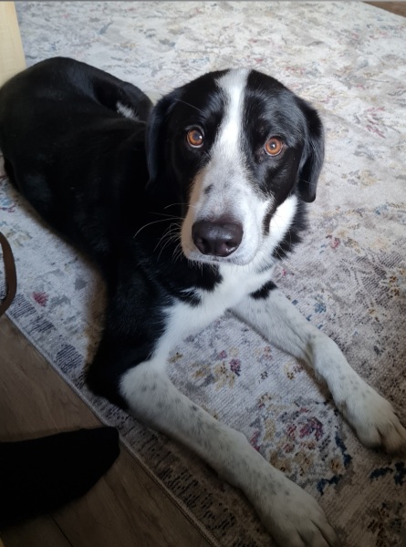 Show off your rescues!