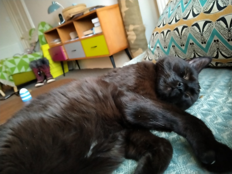 Can we have a cat photo thread ? I’m thinking of getting a cat 