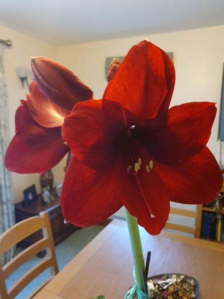 Who'd like an Amaryllis (Hippeastrum) thread?