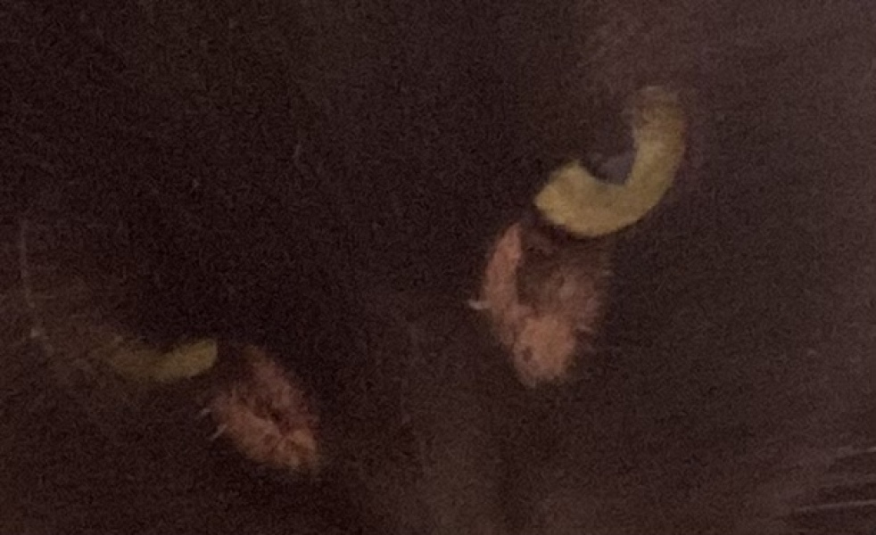 My cats eyes - any ideas?? 