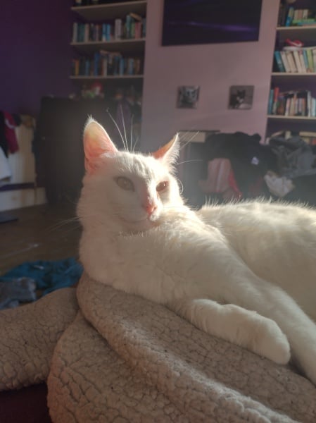 Hundreds of cats, thousands of cats, millions and billions and trillions of cats
