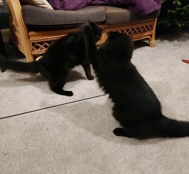 Hundreds of cats, thousands of cats, millions and billions and trillions of cats