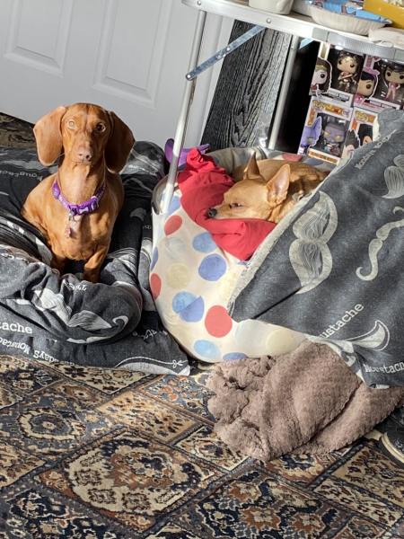 Anyone want to show me a photo of their dog ? 
