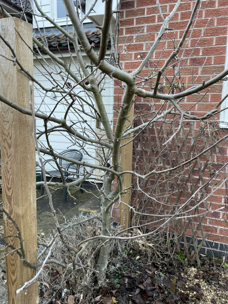Espalier apple overgrown