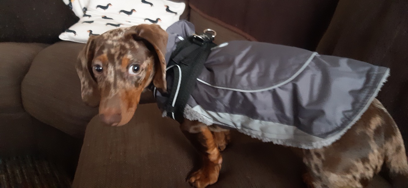 Puppy Survival Thread - as we approach Fireworks night for the first time…
