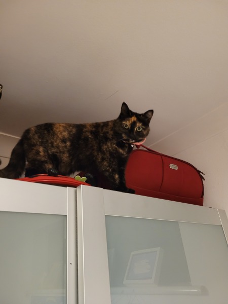 New cat