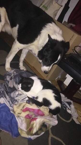Anyone want to show me a photo of their dog ? 