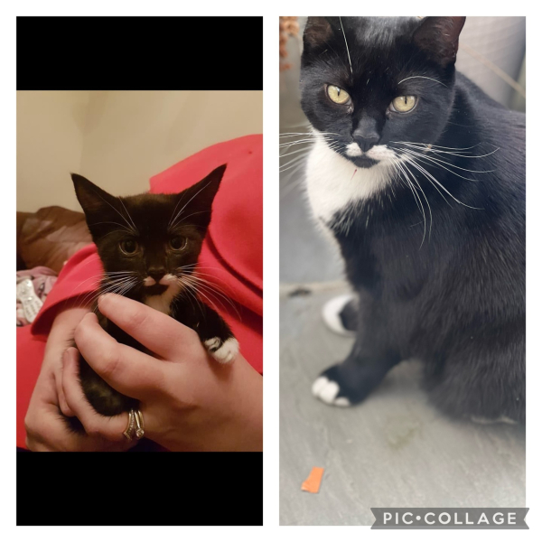 Show off your rescues!