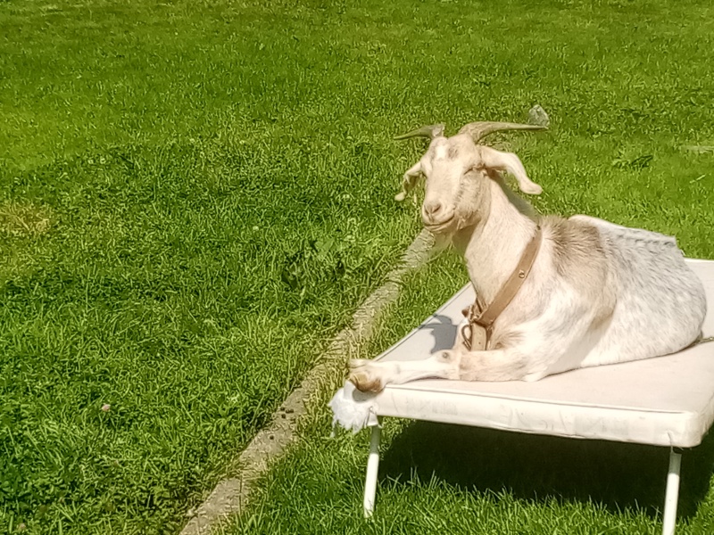 To ask to see your pets? 