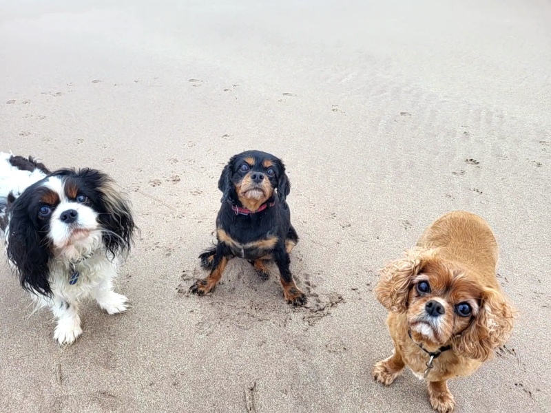 Anyone want to show me a photo of their dog ? 
