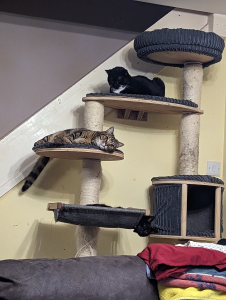 Can we have a cat photo thread ? I’m thinking of getting a cat 