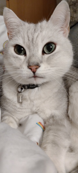 Can we have a cat photo thread ? I’m thinking of getting a cat 