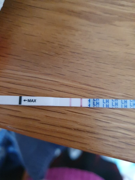 Ovulation after pregnancy loss