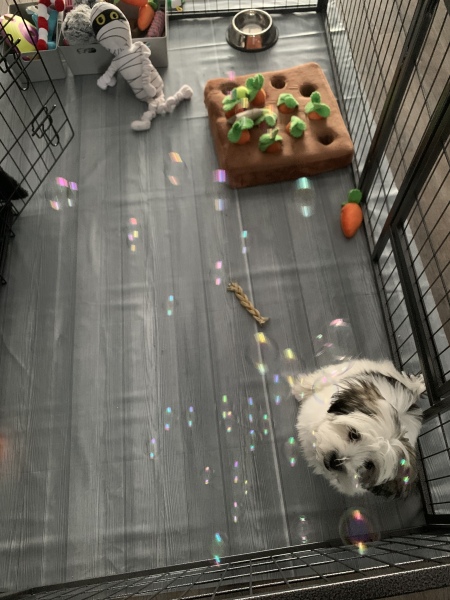 Puppy Survival Thread - as we approach Fireworks night for the first time…