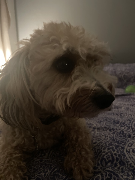 Anyone want to show me a photo of their dog ? 