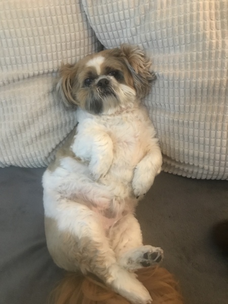 Anyone want to show me a photo of their dog ? 