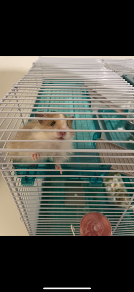 Lost hamster ! 
