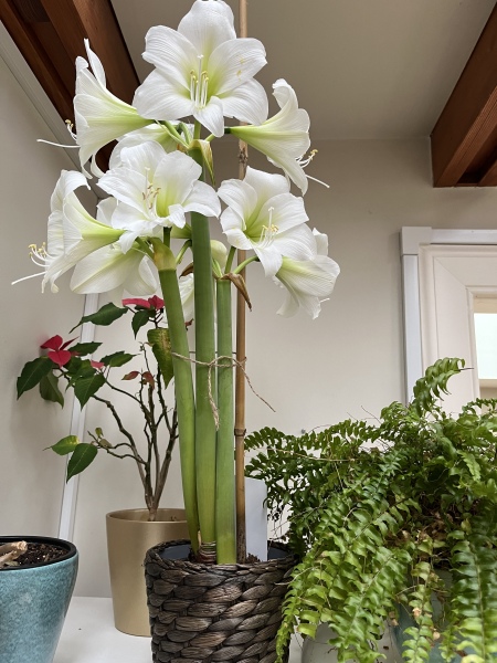 Who'd like an Amaryllis (Hippeastrum) thread?