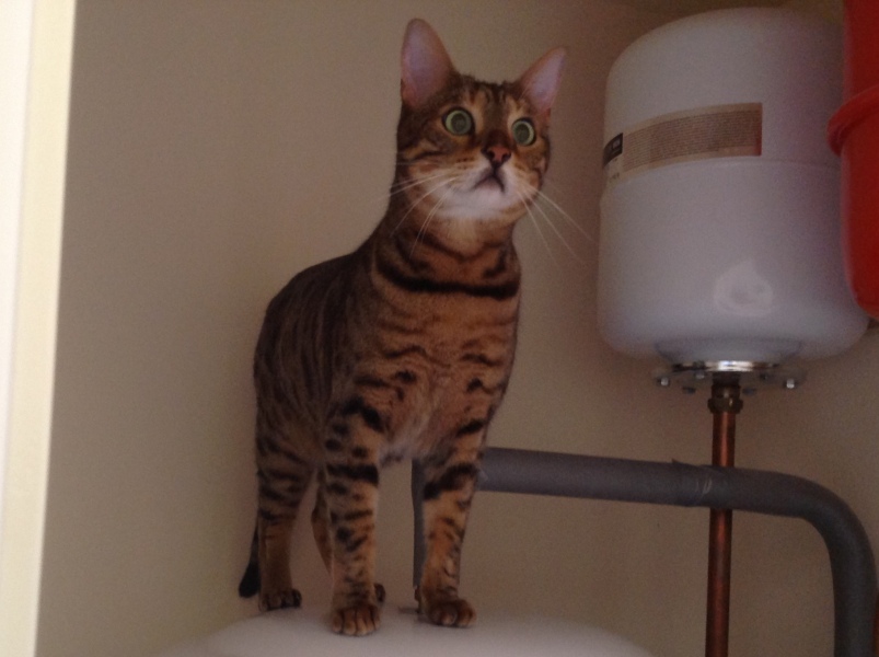 Bengals
