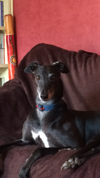 Anyone want to show me a photo of their dog ? 