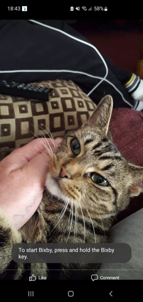 I want to rehome my cat