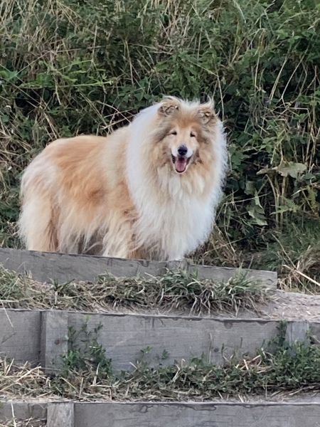 To ask you to help me choose a dog breed? 