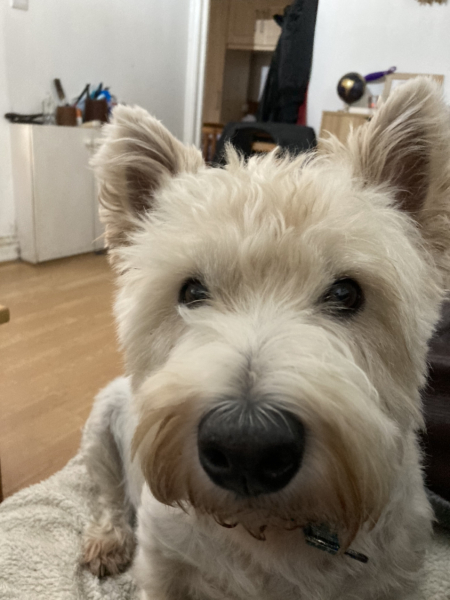 Anyone want to show me a photo of their dog ? 