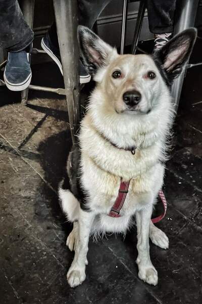 Anyone want to show me a photo of their dog ? 