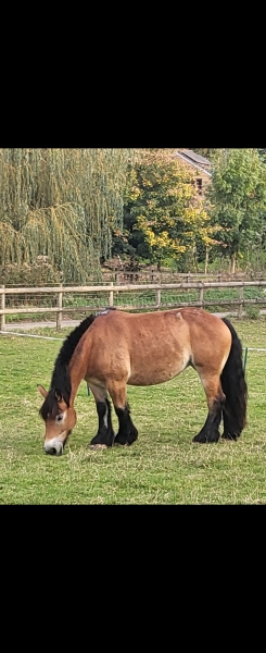 I’m not sure what colour my new horse is 😊