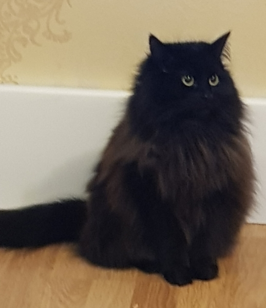 Death of beloved pet, when will this pain go away