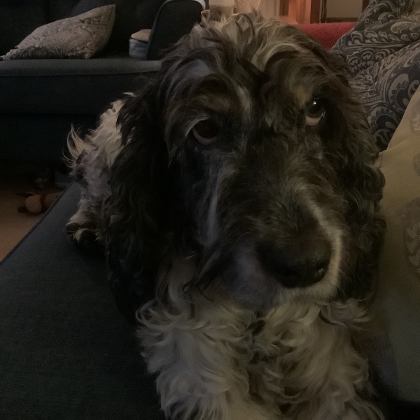 Anyone want to show me a photo of their dog ? 