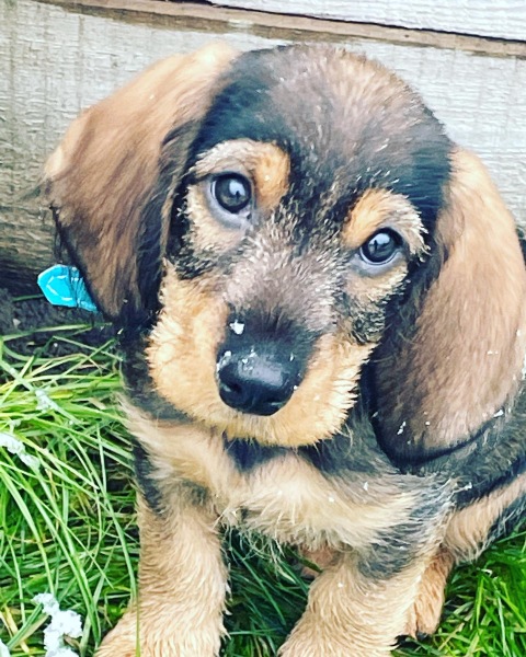 Puppy Survival Thread - as we approach Fireworks night for the first time…