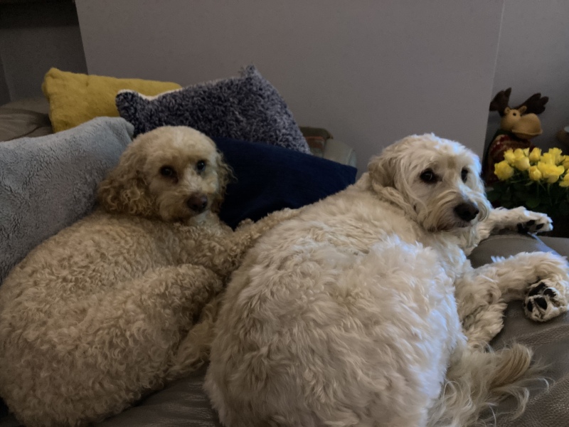 Anyone want to show me a photo of their dog ? 