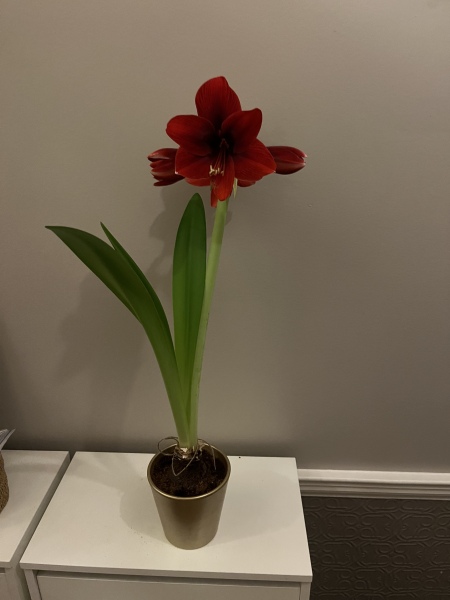Who'd like an Amaryllis (Hippeastrum) thread?