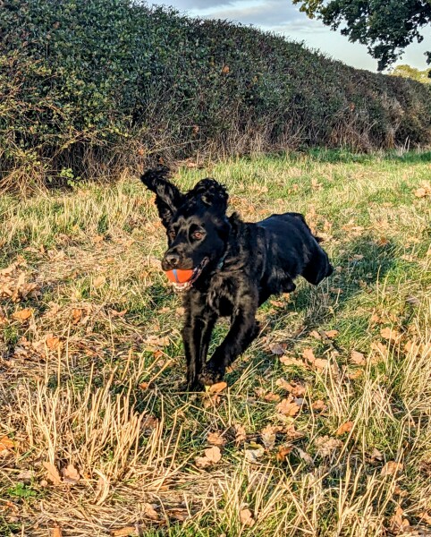 Are show cocker spaniels nice natured?