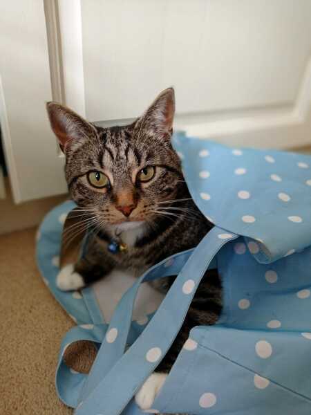 Can we have a cat photo thread ? I’m thinking of getting a cat 