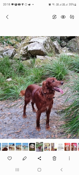 Honest opinions re Red setters