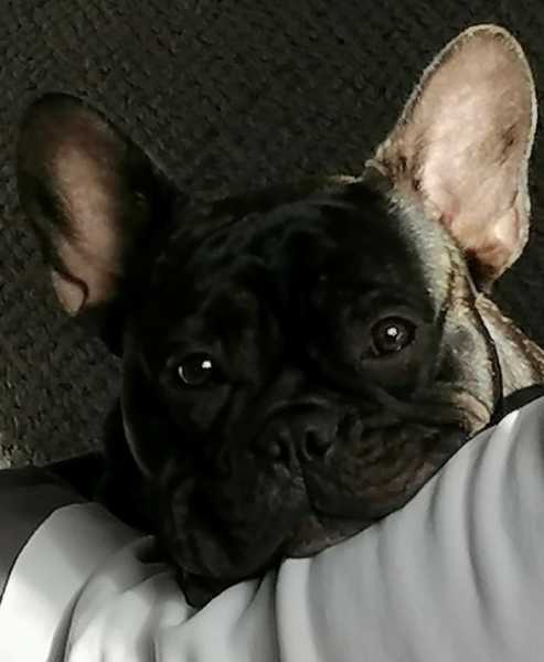 Anyone want to show me a photo of their dog ? 