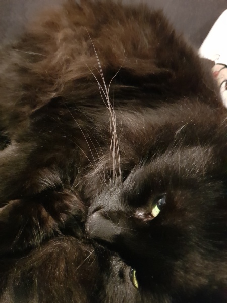 Hundreds of cats, thousands of cats, millions and billions and trillions of cats