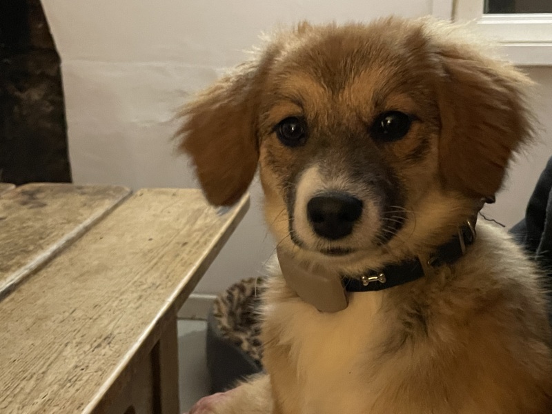 Anyone want to show me a photo of their dog ? 