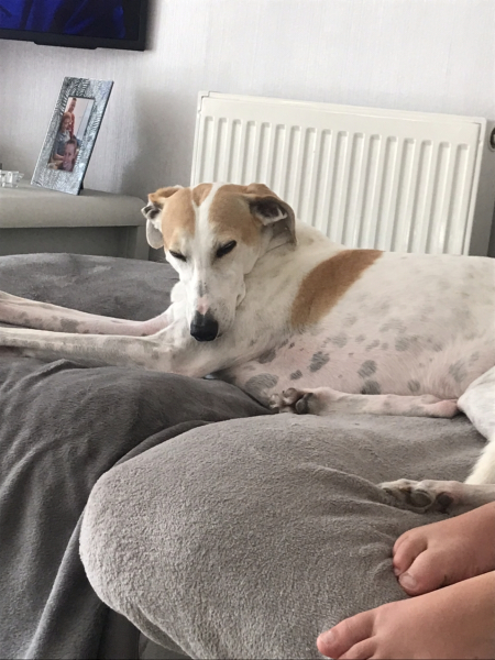 I have an appointment to view a greyhound today at the animal sanctuary. Wish me luck.